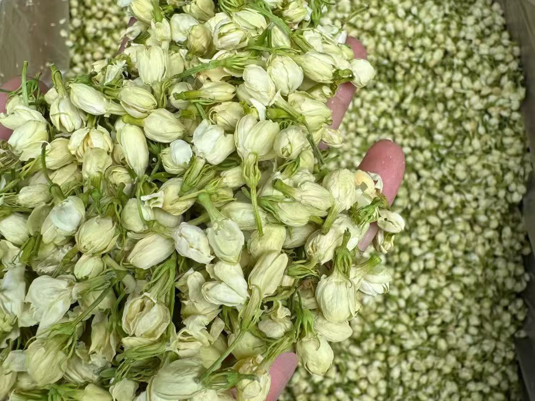 Dried jasmine flowers raw botanical material for tea blending and floral infusions