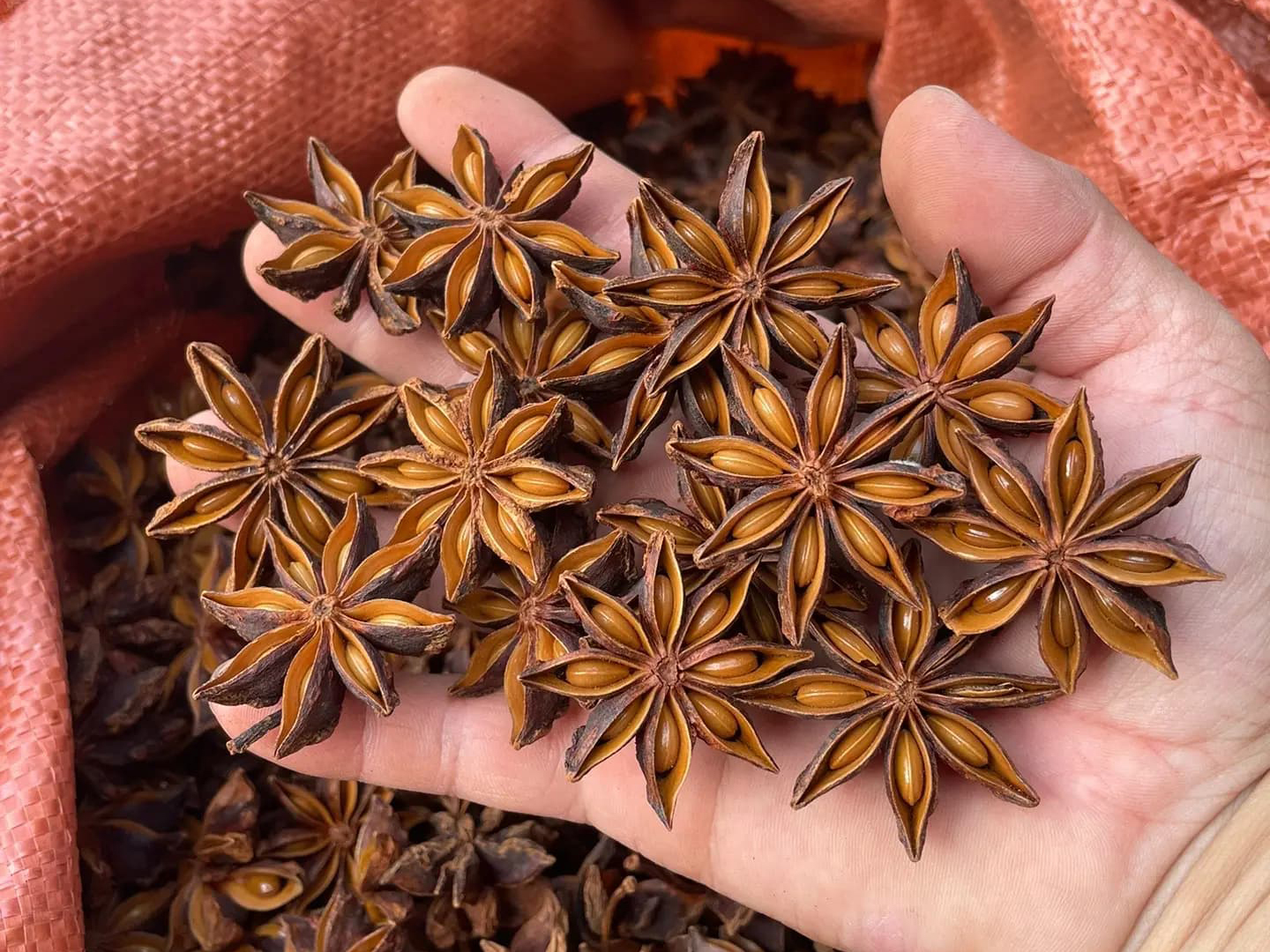 Whole dried star anise spice from China