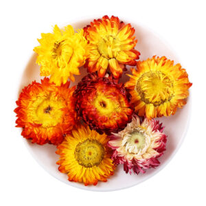 Rainbow Chrysanthemum