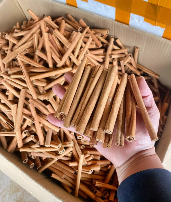 Cassia Sticks - Image 5