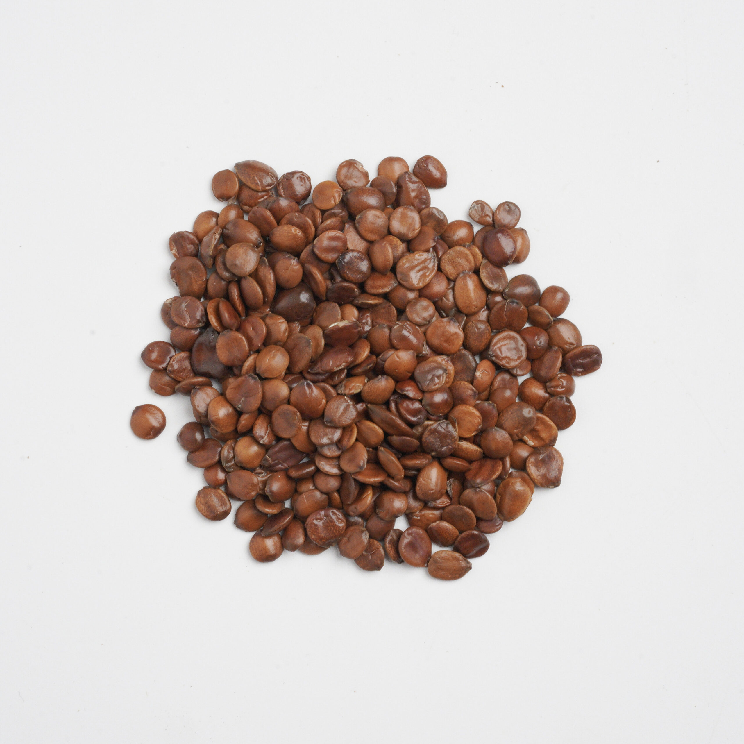 Sour Jujube Seed